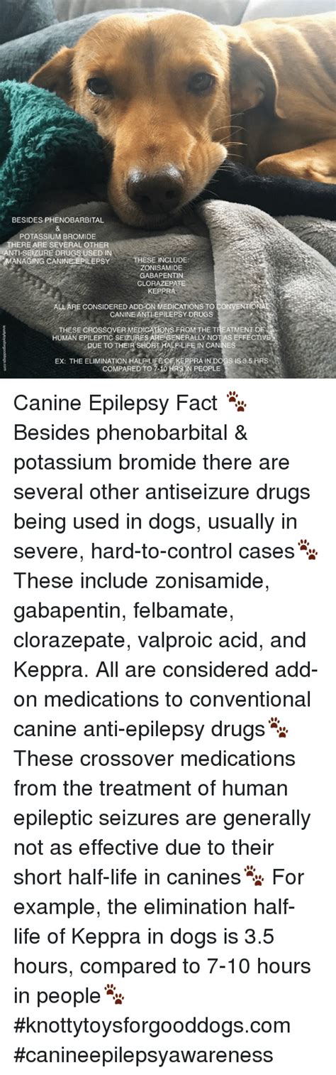  However, these advantages are only seen in dogs who are also given conventional anti-seizure medications
