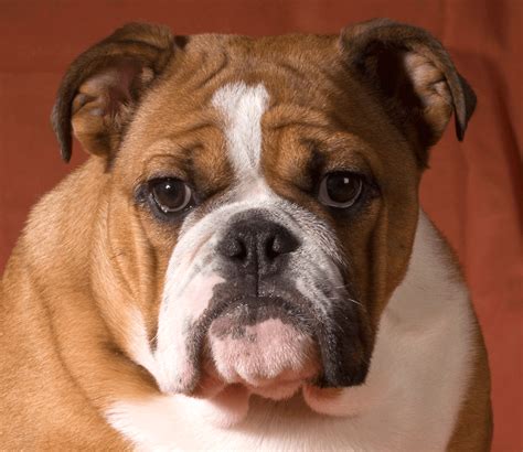  However, they are originated from English Bulldog, we definitely need to prescind from it