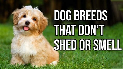 However, this dog will shed, and it will need your attention