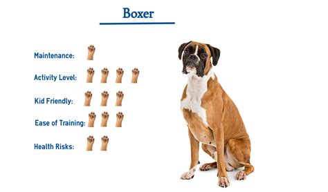  However, this is a potential range, so you will still need to be prepared to deal with a Boxer Mix that is high-energy