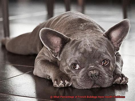  However, up to twenty percent of French Bulldogs will have a relapse of their third eyelid gland