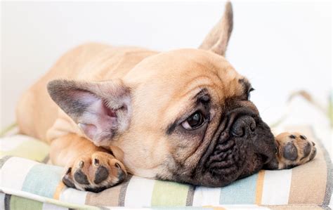  However, with proper care, a Frenchie can be a loving and loyal companion for years to come