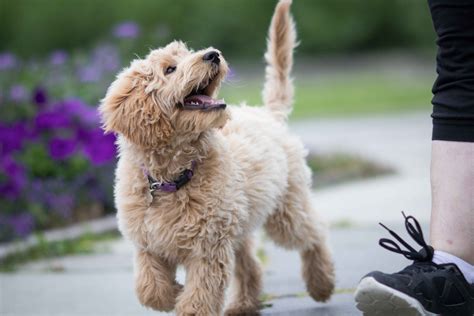  However you choose to do it, your Labradoodle will enjoy the exercise and the time with you