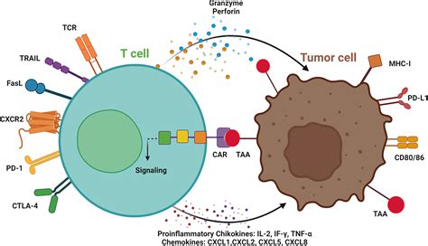 Human growth hormone gene transfer into tumor cells may improve cancer chemotherapy