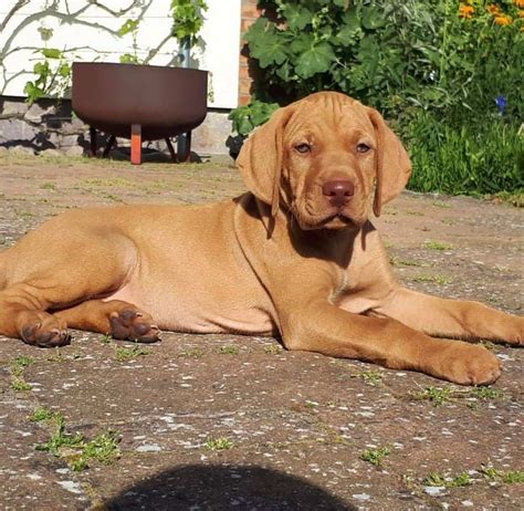  Hungarian Vizsla Labrador breeders Breeders of Vizsla Lab mix puppies are few and far between, so you will have a wait for a good one
