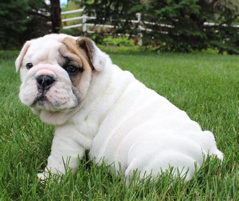  Huskerland Bulldogs is here to help make that choice a little bit easier by offering the best bulldog puppies on sale