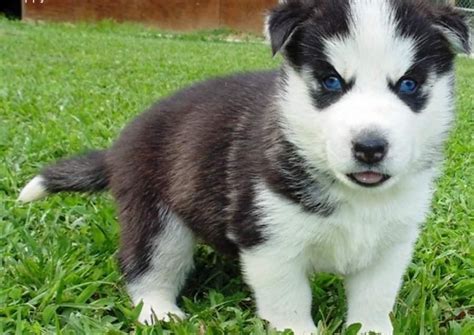  Husky puppies and dogs in Seattle, Washington