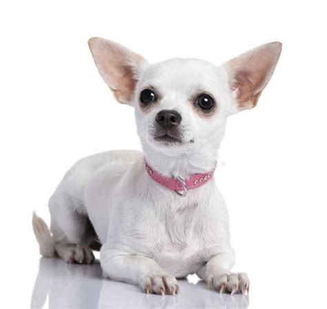  Hutto Chihuahua Puppy 6 months old