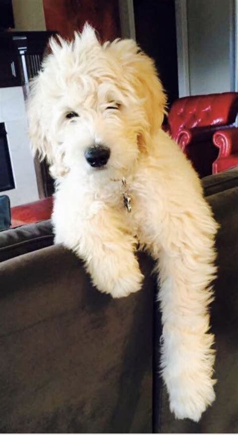  Hybrid Vigor Teddy Bear English Goldendoodles that are a first-generation cross exhibit hybrid vigor, they are generally healthier than their purebred parents