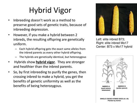  Hybrid vigor means the improvements in form and reduction in inherited disease associated with crossbreeding