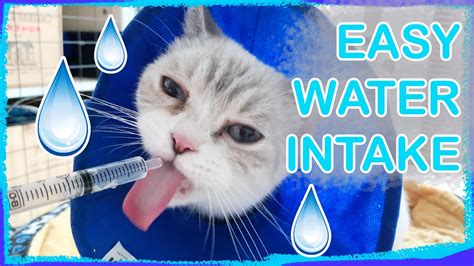  Hydrate your cat - If they seem excessively thirsty, provide ample fresh water to prevent dehydration