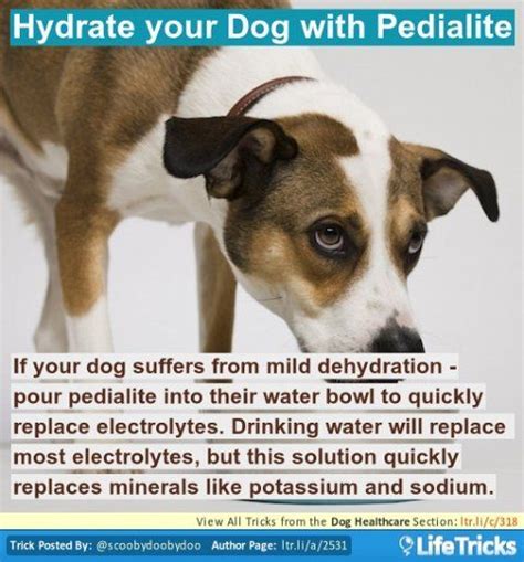  Hydrate your dog while it is fasting to avoid dehydration