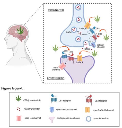  Hypnotic and antiepileptic effects of cannabidiol