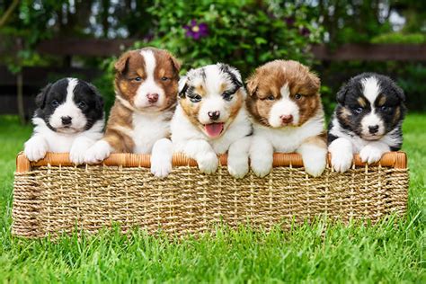  I also average about four litters a year of various colors and parent pairs so will have puppies available at different times of the year