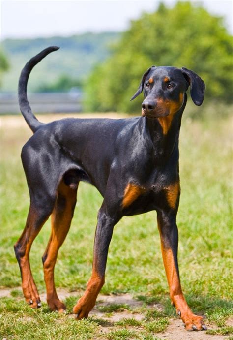  I am looking for a black and tan male doberman pup with cropped ears and docked tail