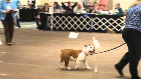 I attended the Bulldog Nationals and watched with keen interest all of the top bulldogs in the US compete for the Best of Breed title