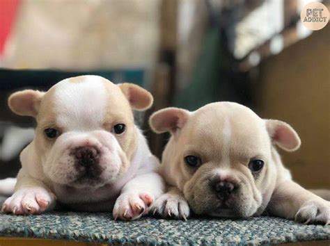  I began raising French Bulldog puppies in 