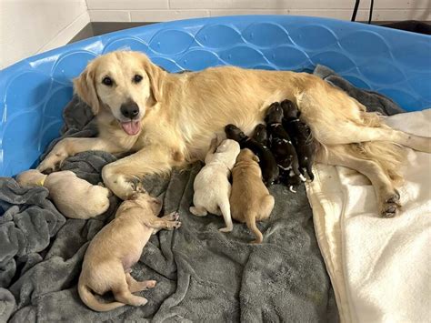  I believe in giving these pups outstanding care