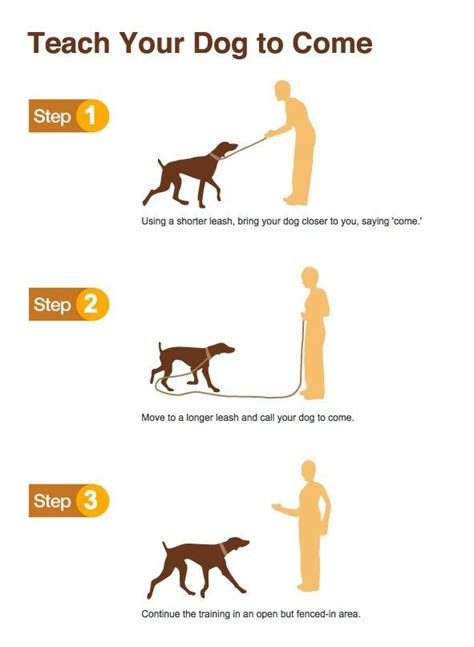  I believe more is less when it comes to dog training; minute sessions once or twice a day is the sweet spot in my opinion