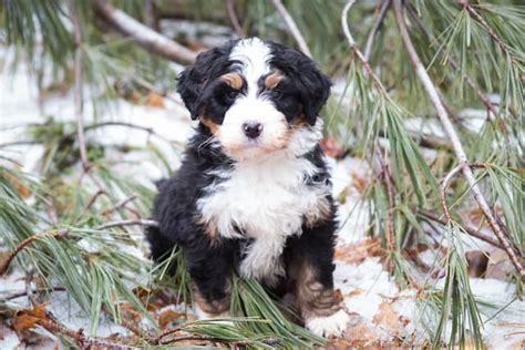  I believe the bernedoodle is the perfect companion dog