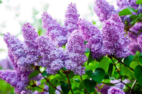  I breed for health first and foremost, then conformation, temperament, and lastly, color, producing show quality lilacs in solid, fawn, and sable
