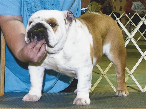  I breed to champion English Bulldogs, or prospective champion males, that compliment my English Bulldog females