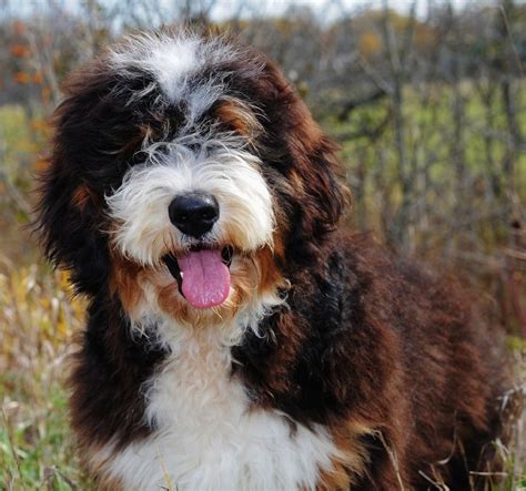  I can also say that each and every SwissRidge Bernedoodle is unique