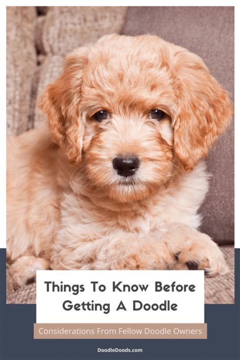  I created this site to help fellow Doodle owners with up-to-date information and tips for raising your puppy right! Post navigation