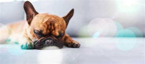  I did some research online into why dogs and Frenchies sleep with their eyes open and found that this can be traced back to their ancestors