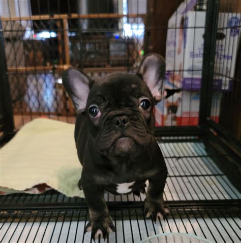  I feel he is a great color, fit and intelligent guy that having a litter would benefit him, myself and the Frenchie breed