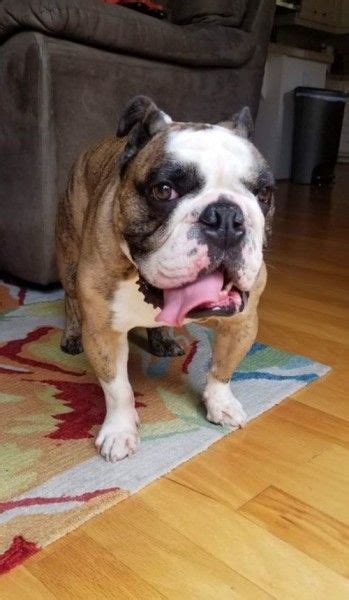  I fell in love with Bulldogs after we adopted our foster failure an English Bulldog named Gwen