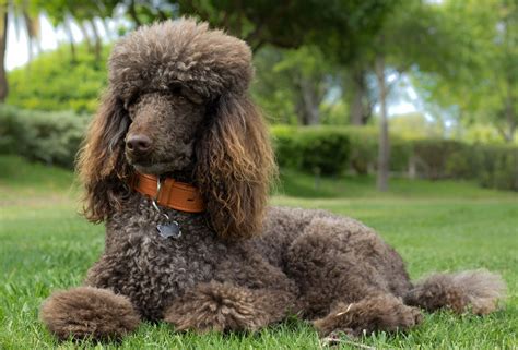  I fell in love with Poodles because of their fun and loyal personalities, amazing intelligence, gentleness around children, being alert, and of course the lack of hair flying around the house! They truly do bring out the best of both breeds for you to enjoy in your home! I am extremely proud to have added a new and exciting hybrid