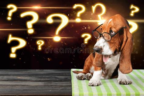  I guess the interesting dog in question has passed by! The last thing you want is for your dog to be too nervous about socializing