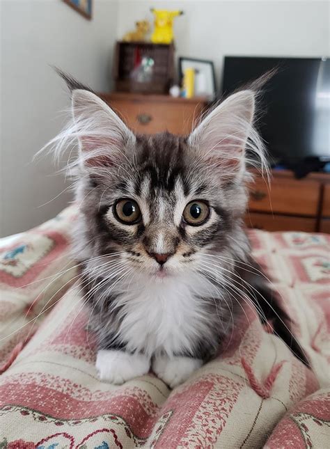  I have 3 beautiful Maine Coon kittens ready for a …