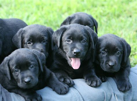  I have 5 black Labrador pups for sale 3 girls 2 boys mum and dad are both fantastic retrievers and all round great dogs