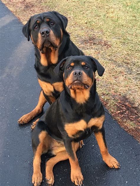  I have a couple of RottweilER Puppies