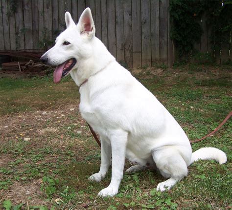  I have all white male German Shepherd puppies for sale