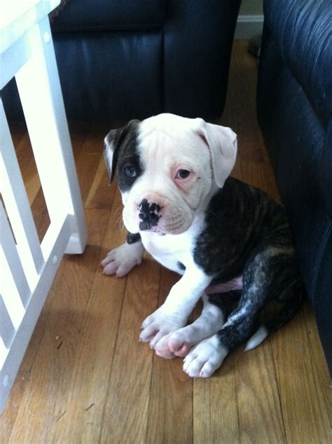  I have an eight week old American Bulldog she is ready for adoption and looking for a forever home five hundred dollars