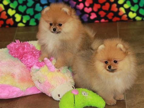  I have my beautiful litter of Pomeranian puppies for sale