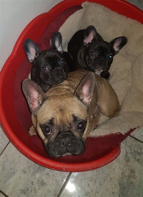 I have three French bulldog puppies that are looking for their forever homes two males and a female