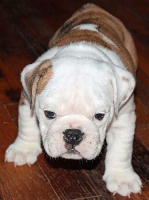  I have three male and two female English bulldog puppies looking to adopt