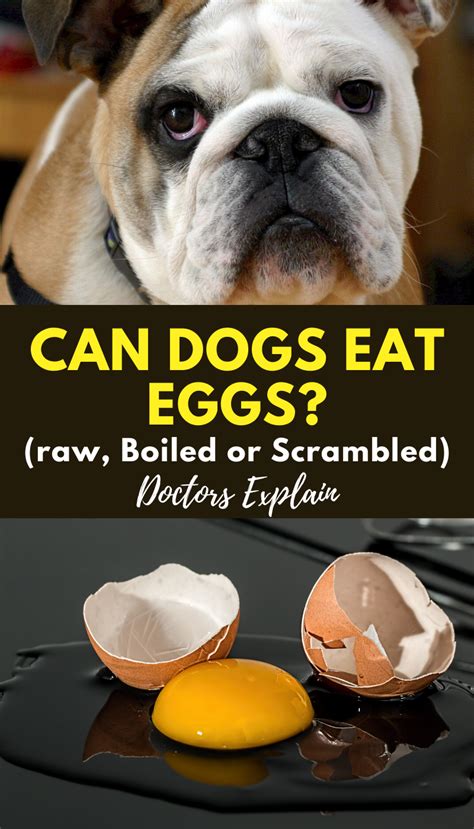  I have written extensively about this before for example, eggs are good for a Frenchie, but not in excess