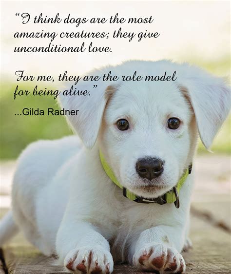  I hope that my contribution to Animalso will help others find dogs who give them that same unconditional love