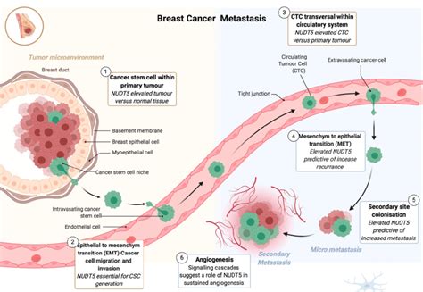  I immediately began worrying that it was a secondary tumor, and that metastasis was occurring