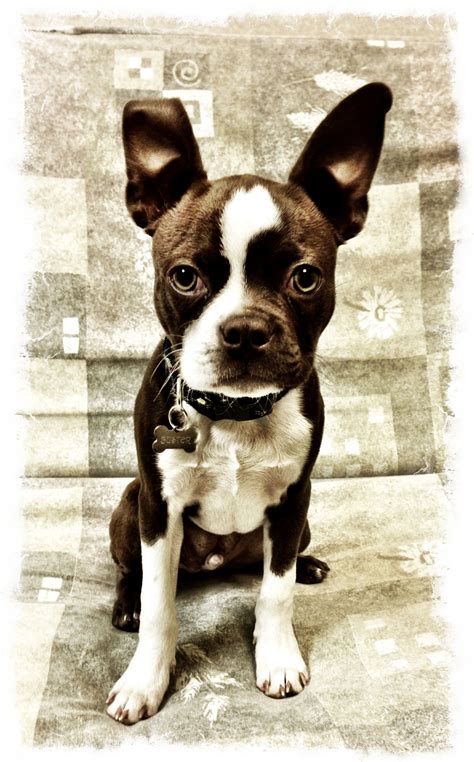  I love her sweet little red and white Boston face! Ginger weighs about 24 pounds and is an exceptional mama
