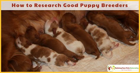  I personally did months of research, and was very particular on the type of breeder and dog we wanted