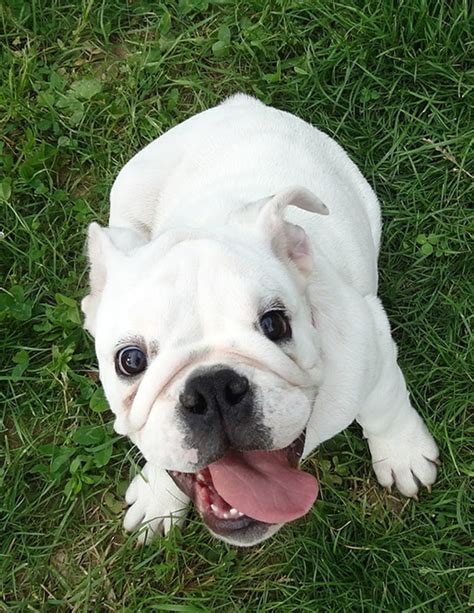  If, by any chance, your English bulldog is bred more than that, then there can be serious health and welfare issues