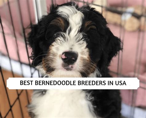  If a Bernedoodle sounds like the ideal dog, the next step is to choose the ideal breeder