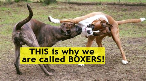  If a Boxer has a moderate amount, one often refers to this as semi-flashy
