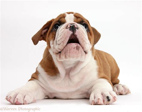  If a English Bulldog puppy has its mouth open, it